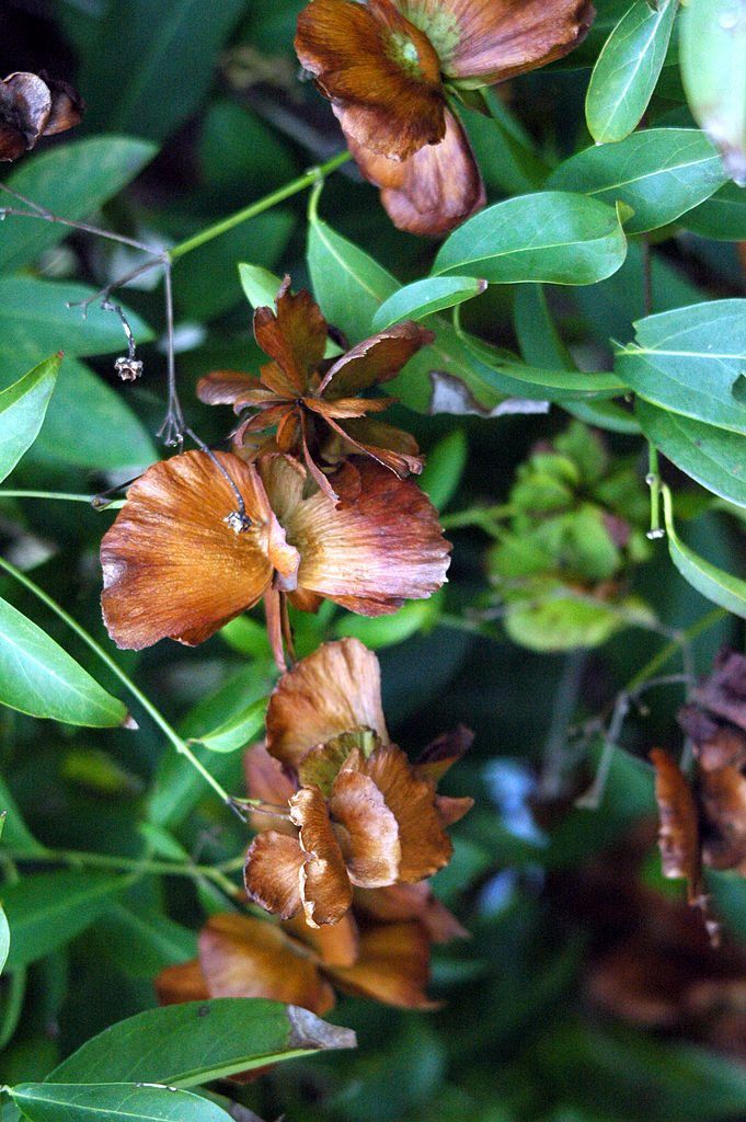 Butterfly Vine