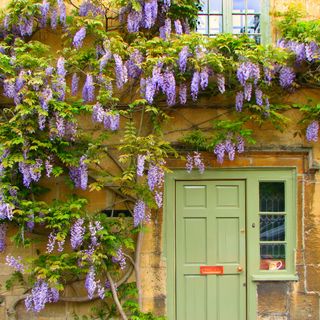 Wisteria growing around the front door of a house