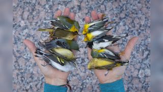 A range of small dead birds in human hands 