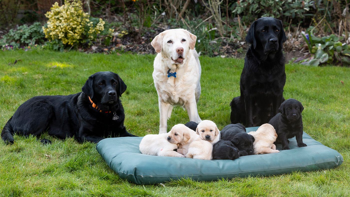 Four generations of guide dogs celebrate Mother’s Day | PetsRadar