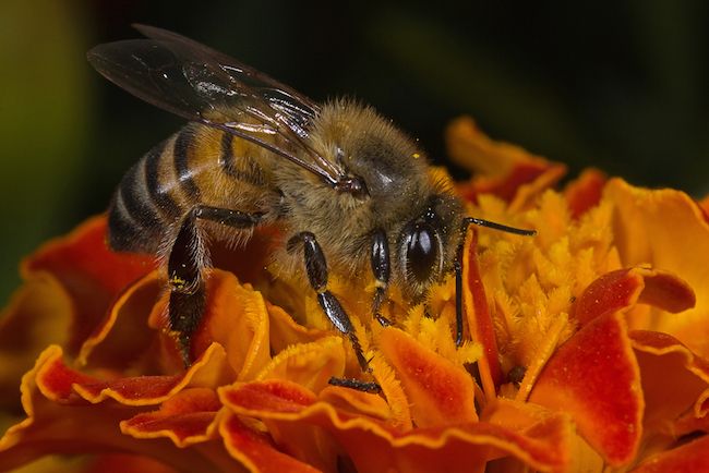 An Africanized bee.