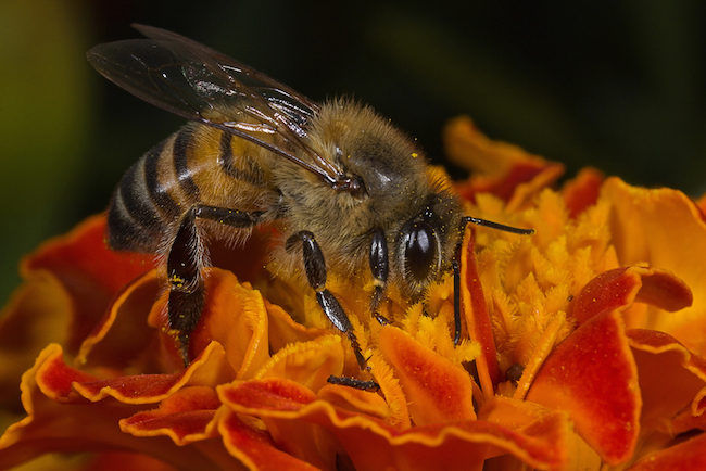 Africanized Honey Bees