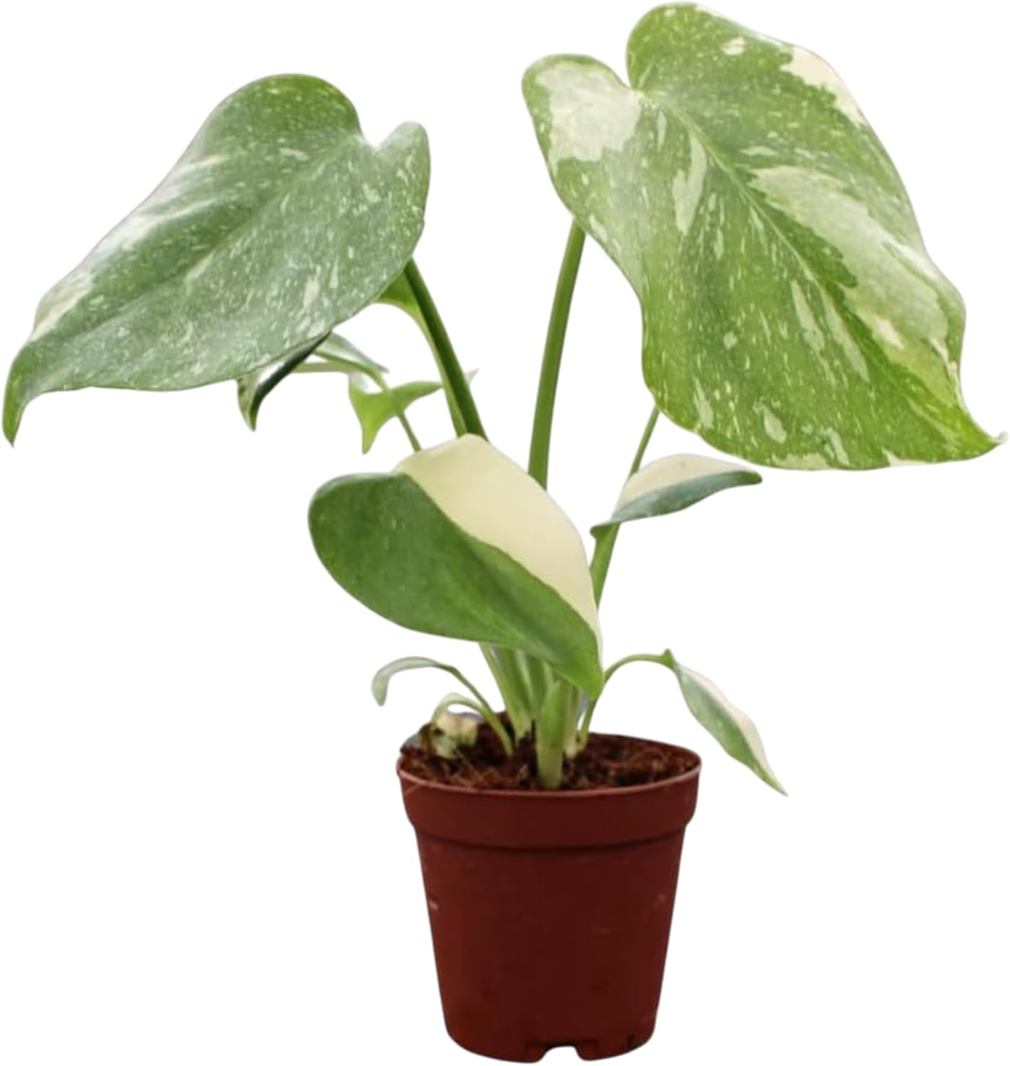 Coollectiveplants Monstera Thai Constellation &amp;ndash; Live Plant in 2&amp;Prime; Grower&amp;rsquo;s Pot, Thai Constellation Monstera Live Plant, Easy Indoor House Plant