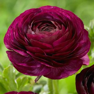 A purple RANUNCULUS flower against a leafy green backdrop