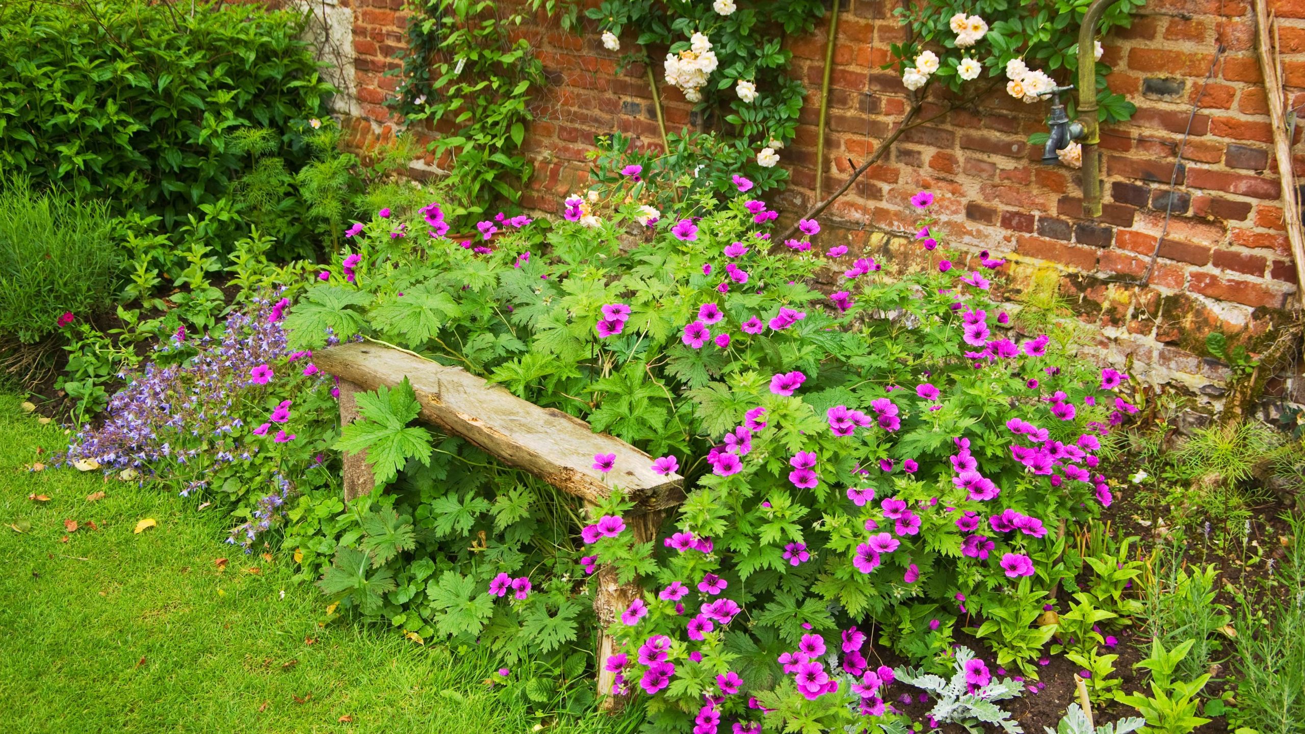 5 low-maintenance plants that will flourish in the trickiest spots in your garden with almost no effort – they thrive on neglect and don't mind shady corners