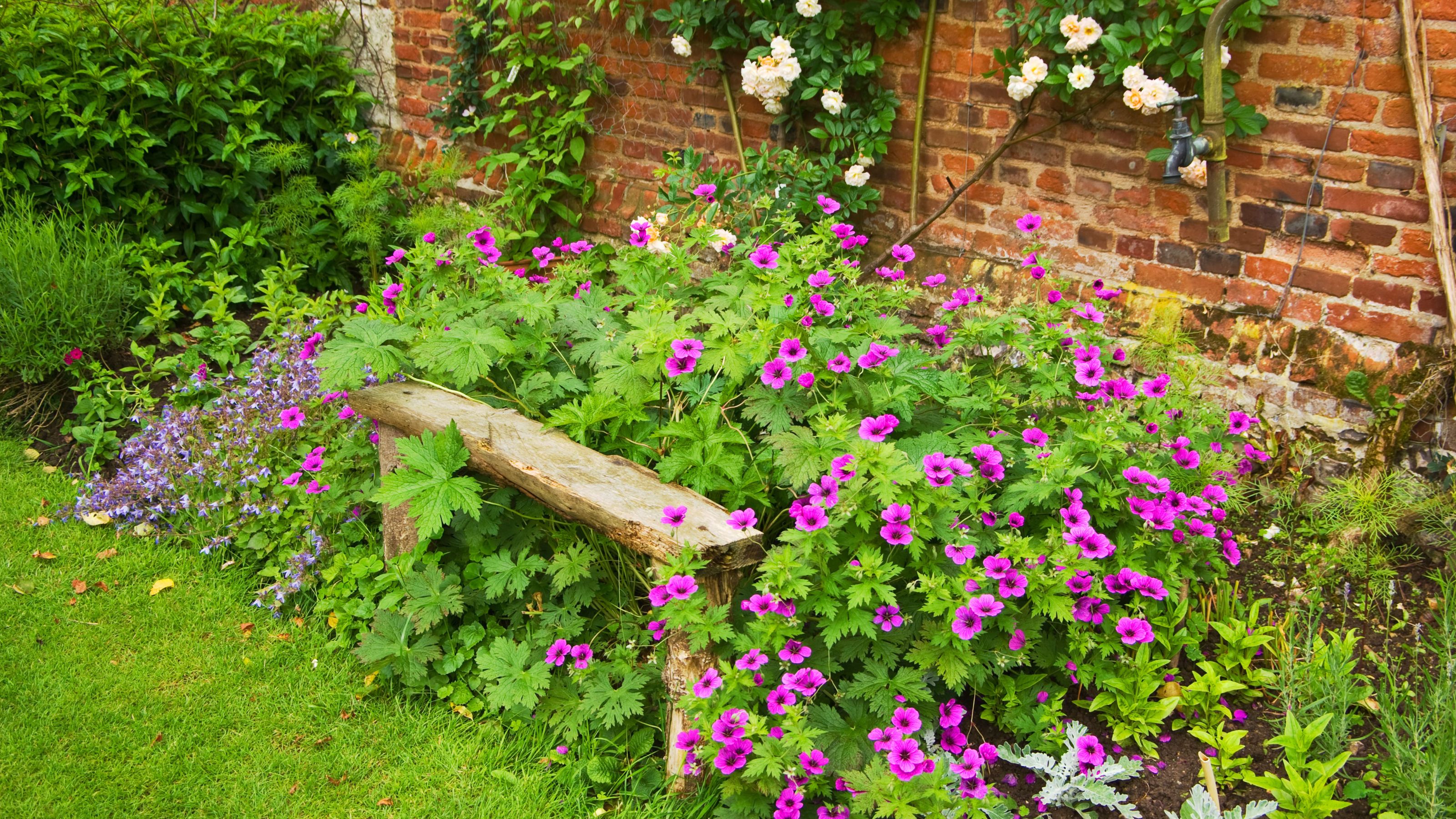purple hardy geraniums