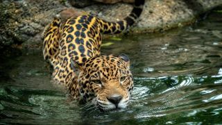 A photo of a jaguar entering water and beginning to swim.