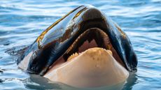 An orca opens its mouth showing its teeth.