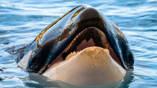 An orca opens its mouth showing its teeth.