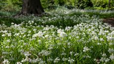 Three cornered leek (Allium triquetum) in a woodland setting