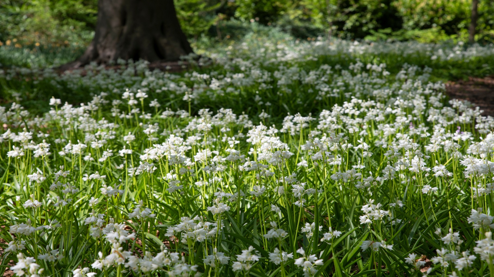 Three cornered leek (Allium triquetum) in a woodland setting
