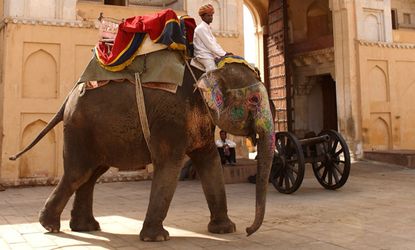 Elephant and rider