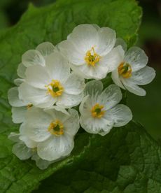 skeleton flowers