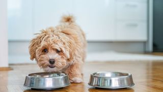 Dog eating from food bowl