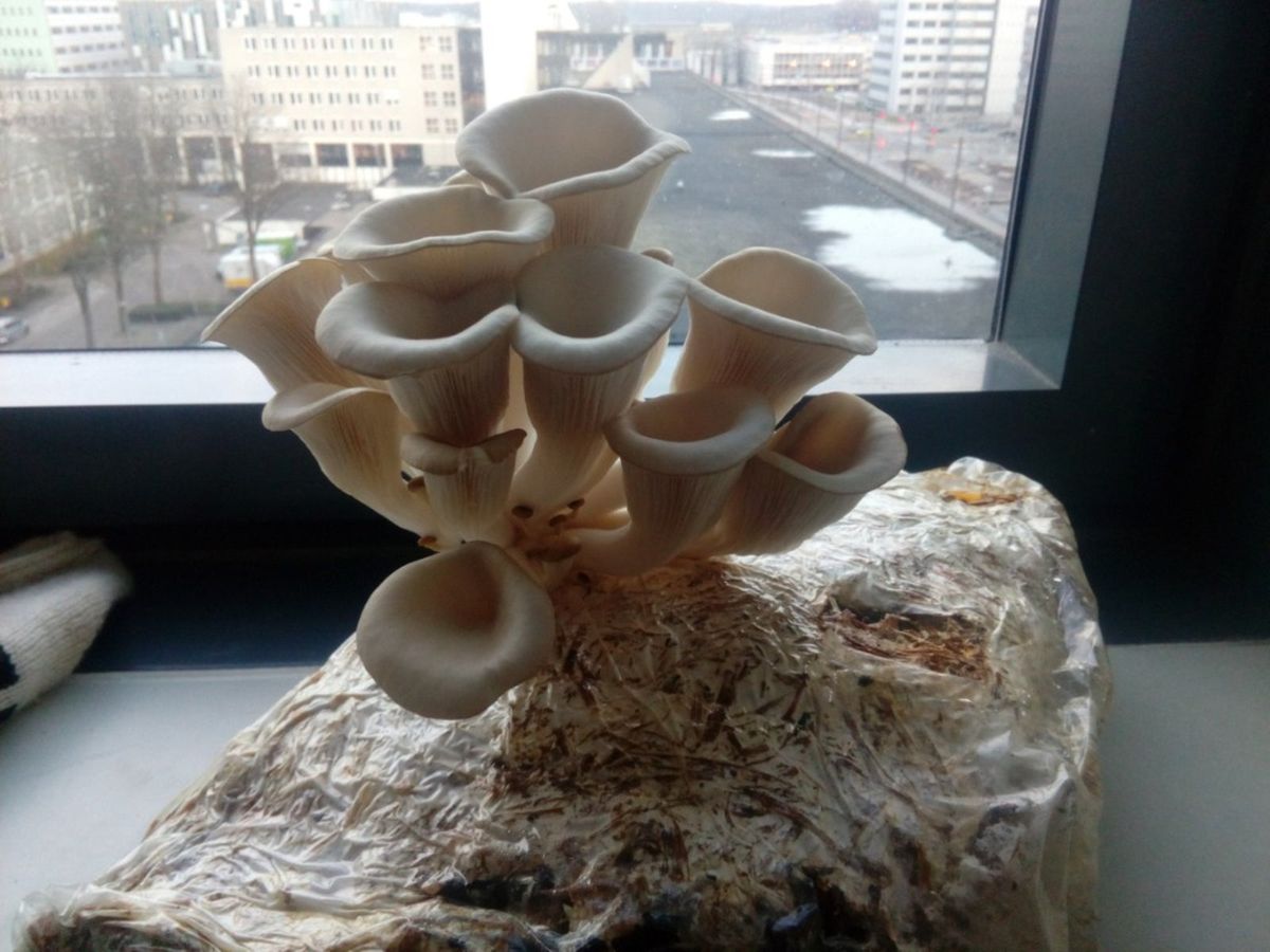 Growing Mushrooms: How To Grow Mushrooms At Home | Gardening Know How