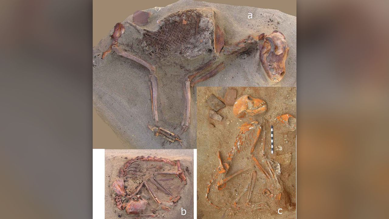The burials of a dog, cat and monkey in the world's oldest known pet cemetery.