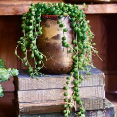 string of pearls in gold pot on top of a pile of books