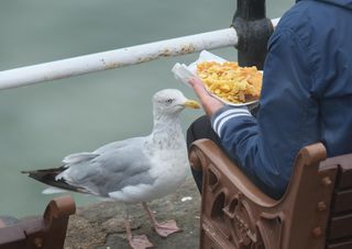 If a seagull is begging for your fish and chips, help is at hand.