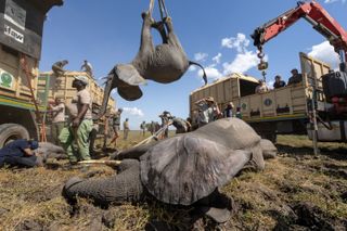 elephant dangles from its feet in the air as another lies on the ground after being tranquilized