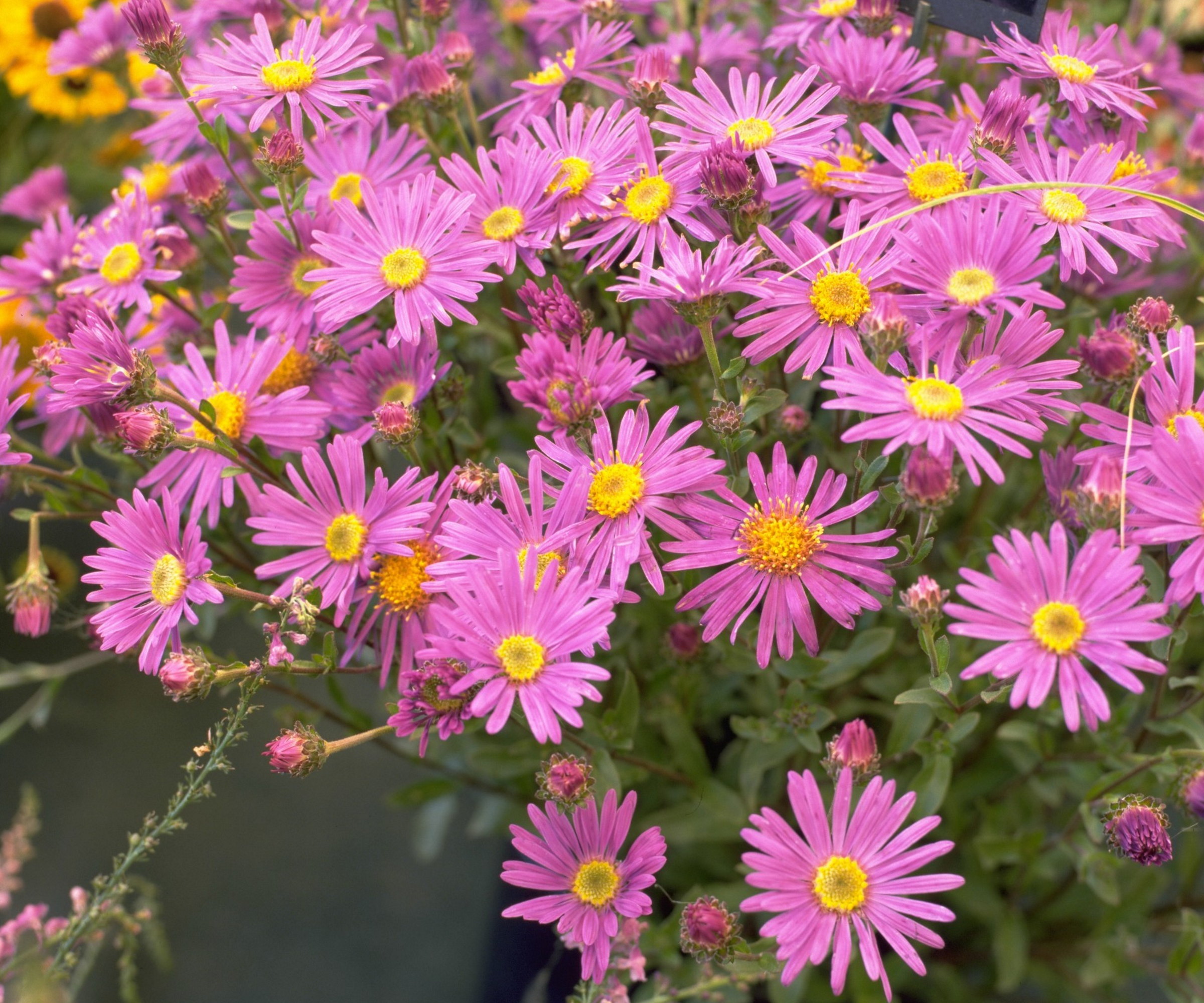 Pink asters with yellow centers in flower