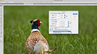 Photo of a pheasant next to the image size window