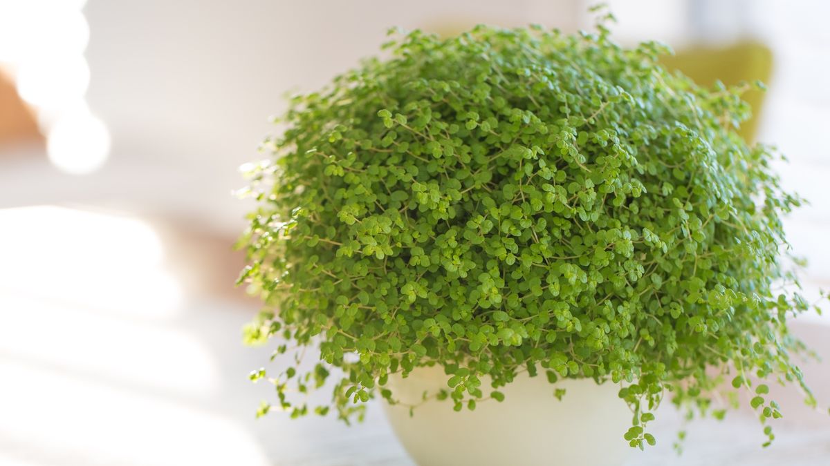 7 best petsafe indoor house plants Tom's Guide