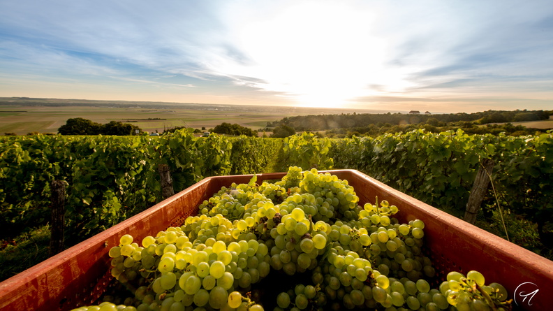 A field in Champagne