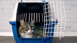 Brown and white cat sitting inside a hard cat carrier with the door open