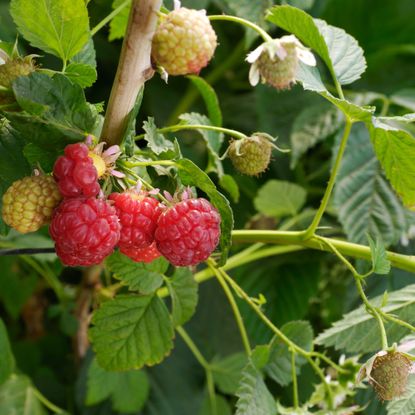 Raspberry plant