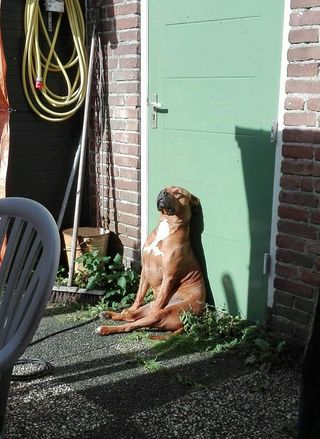 dog sunbathing