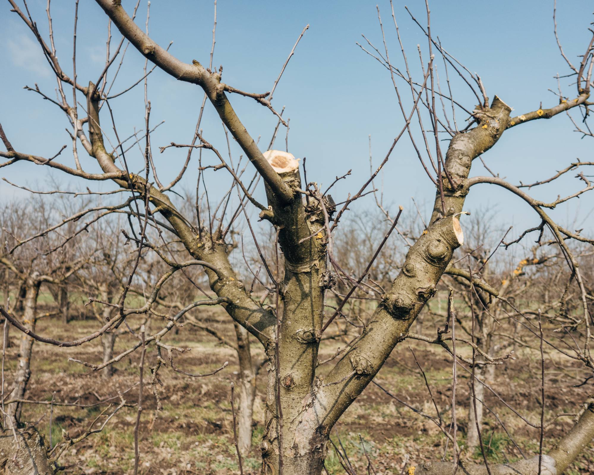 Pruned apple tree in early spring