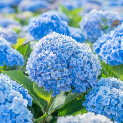 Blue hydrangea blooms