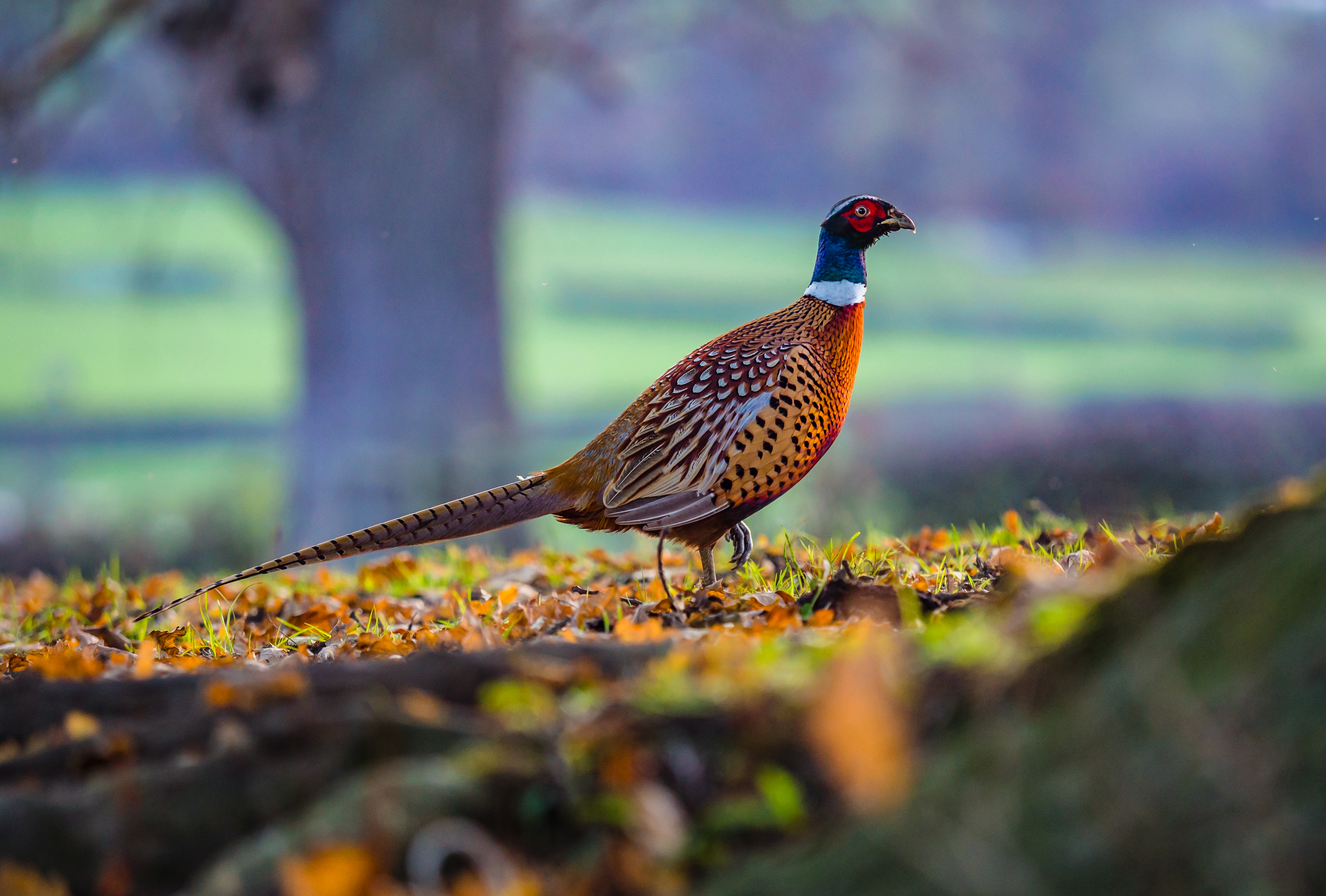 Pheasant