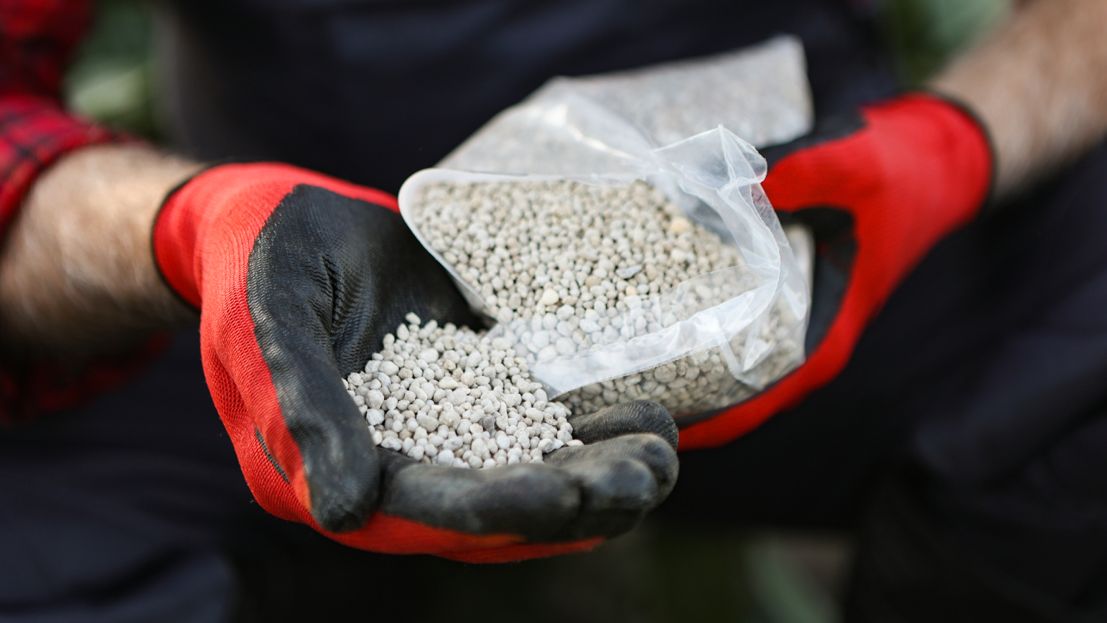 Gardener pours granular fertilizer into his gloved hand