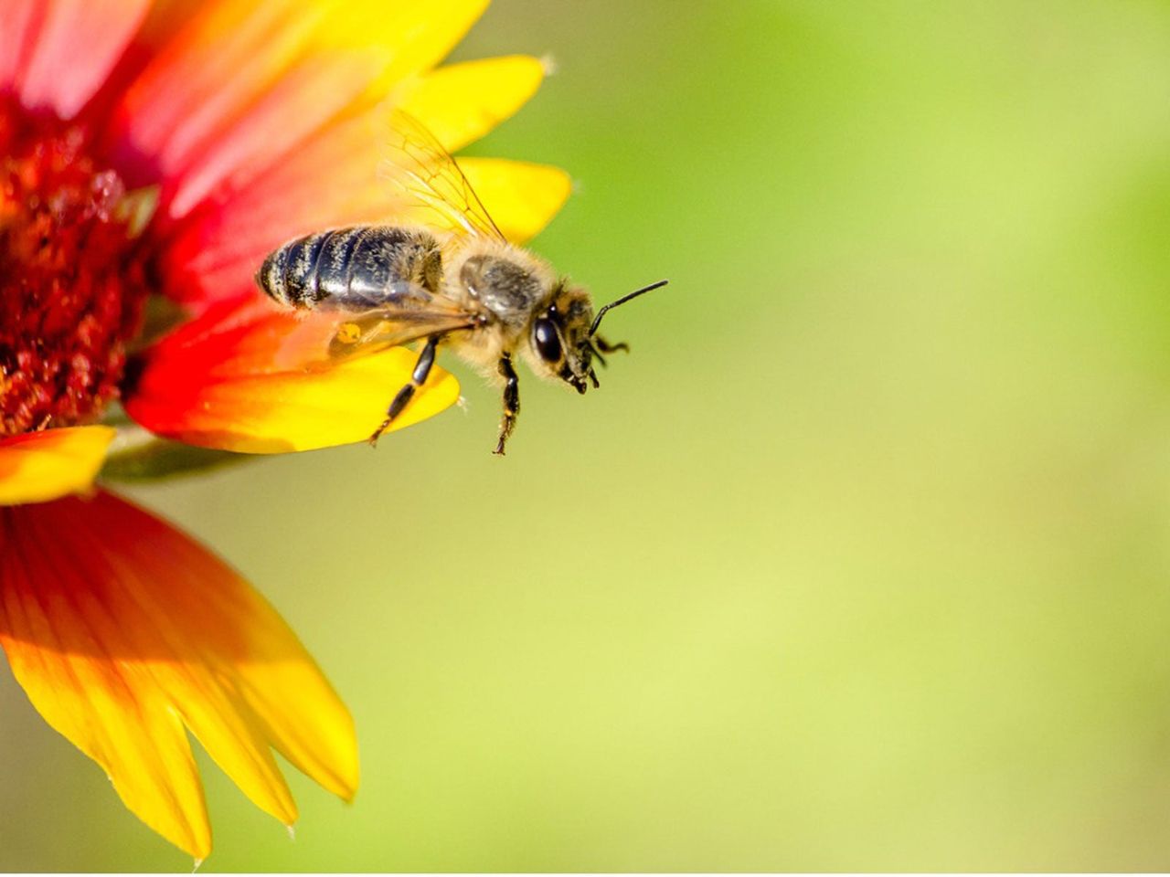 Bee On Bright Colored Flower