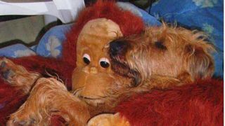 dog and stuffed animal