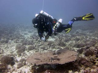 NOAA researcher, Brian Hauk, examines the newly-discovered table coral off Oahu.