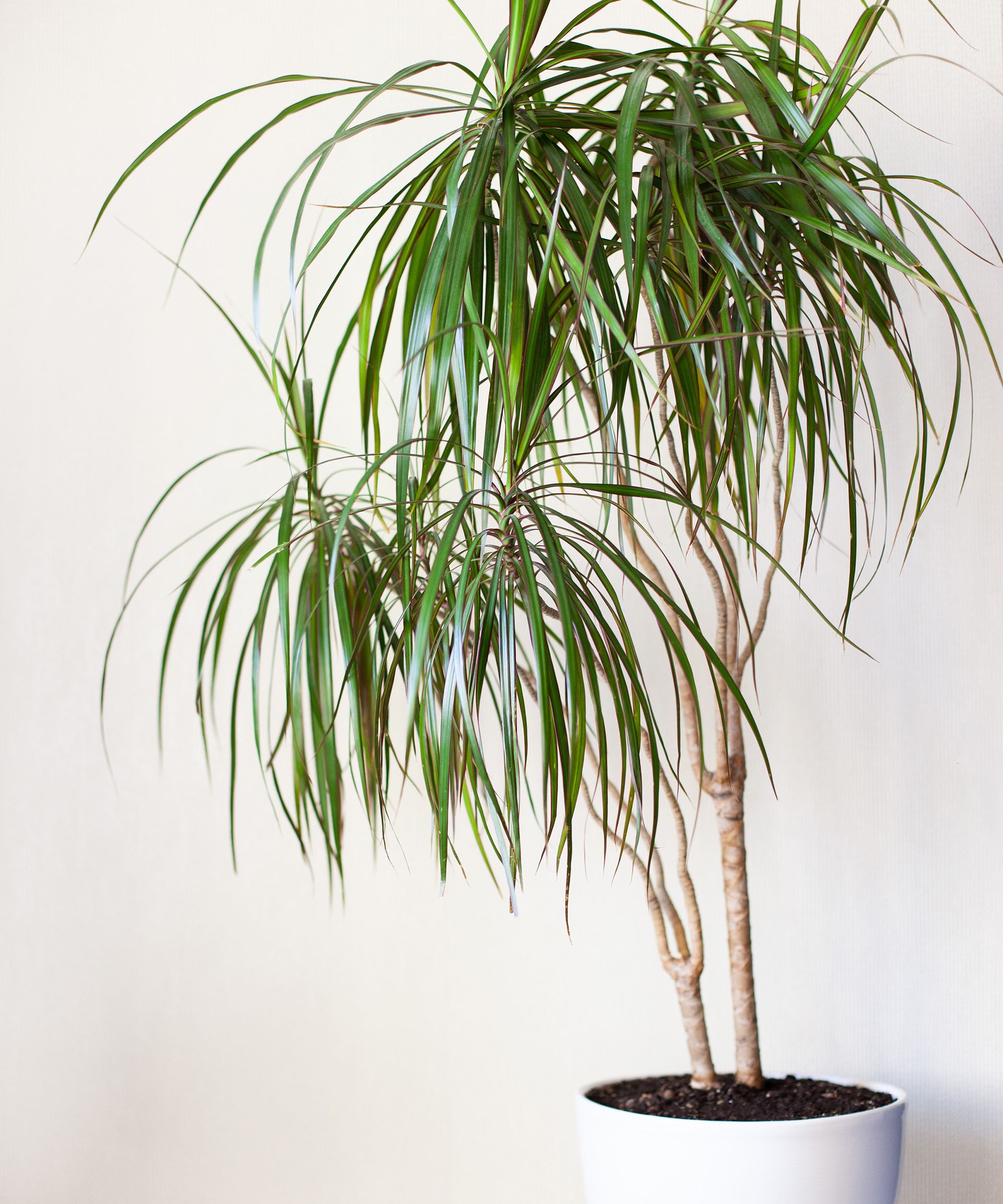 Houseplant Dracaena in a white pot on a light gray background