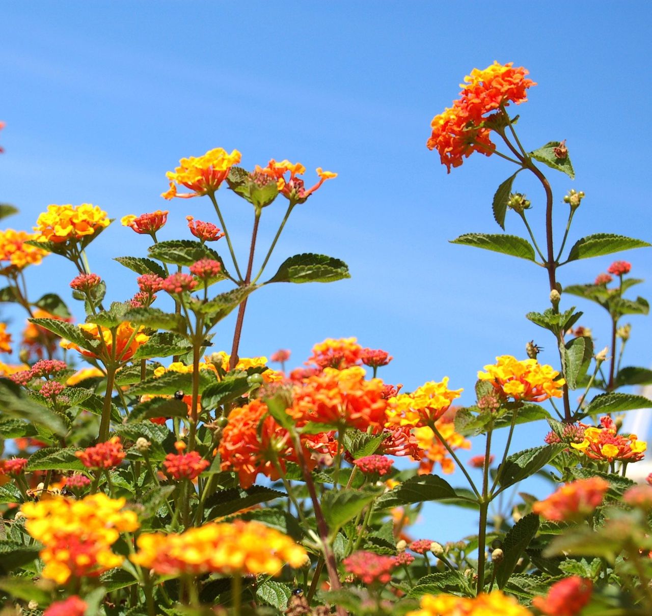 Colorful Lantana Plants