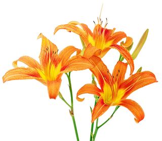 Tiger lilies