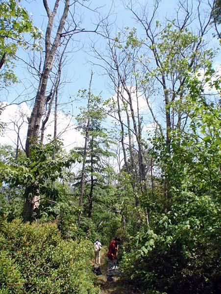 In the George Washington National Forest