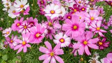 A flower bed full of pink and white cosmos flowers