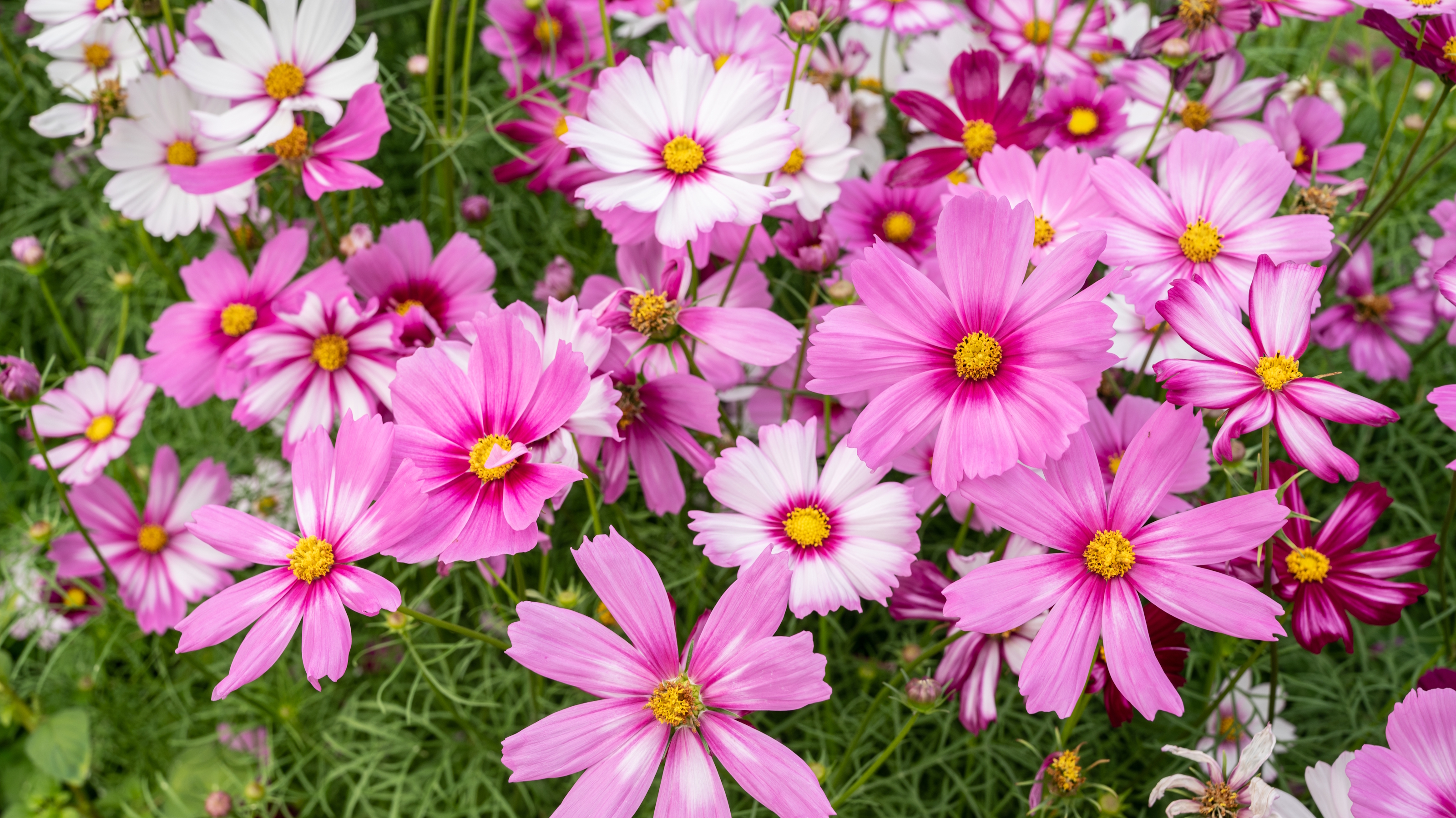 A flower bed full of pink and white cosmos flowers