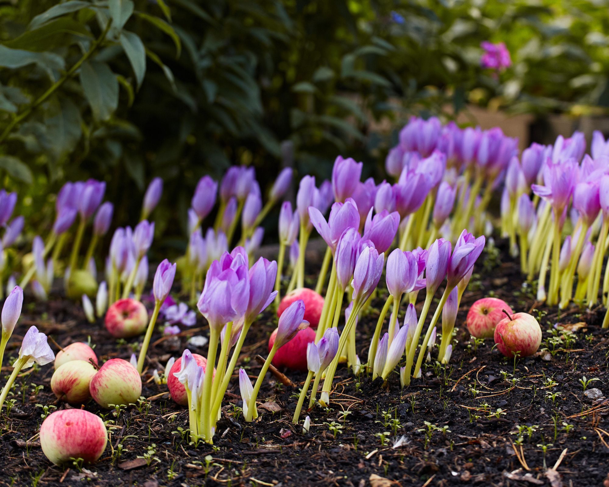 Autumn flowering crocus