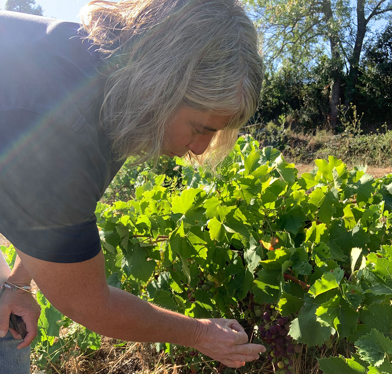 Faug&amp;egrave;res latest releases