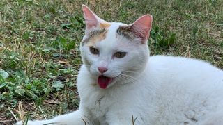 A white cat drooling
