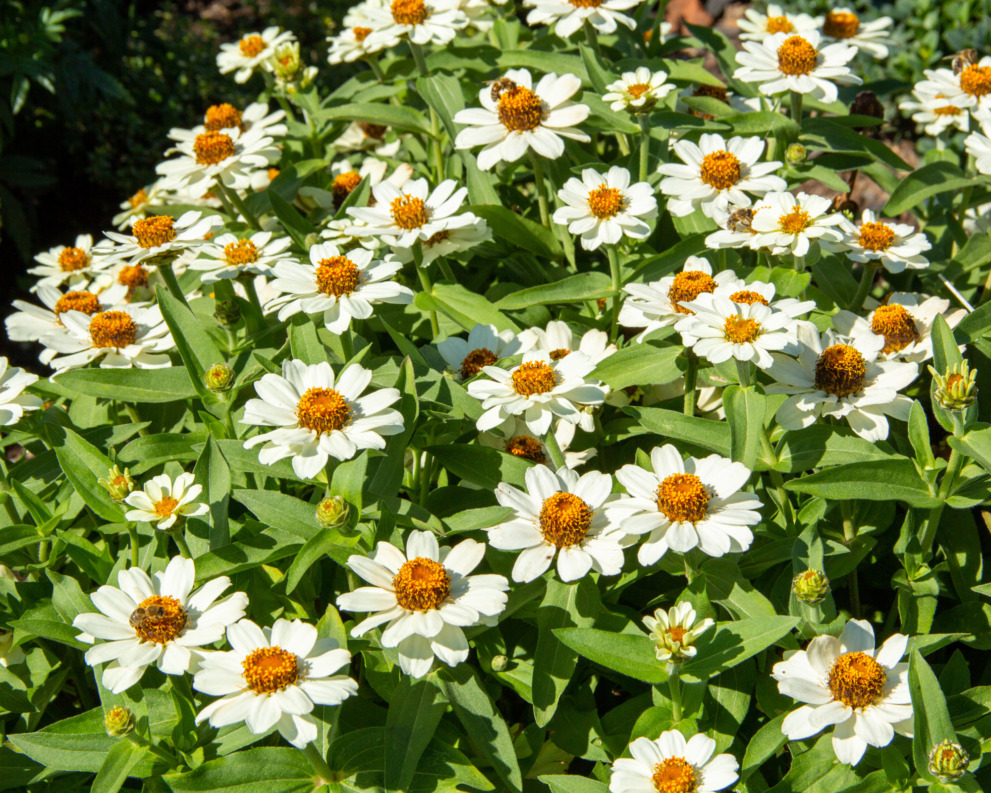 zinnia angustifolia flowers