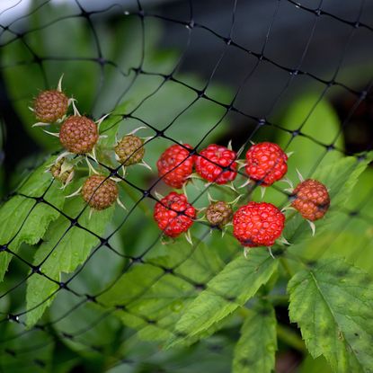 How to grow raspberry canes in pots: a step-by-step guide | Ideal Home