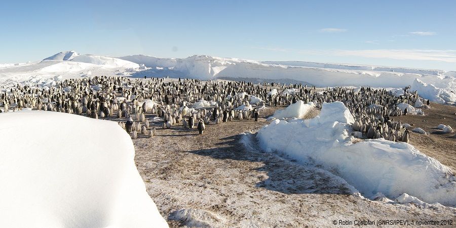 2 New Emperor Penguin Colonies Spied in Antarctica | Live Science