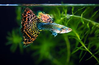 A fancy-tailed guppy (Poecilia reticulata) in an aquarium.